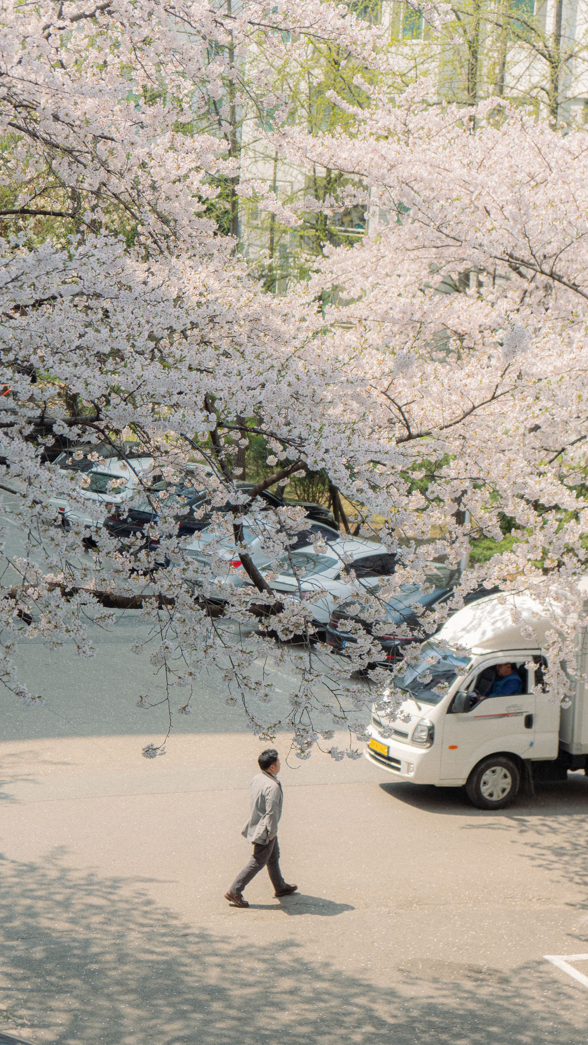 세호필름 벚꽃스냅 촬영 사진
