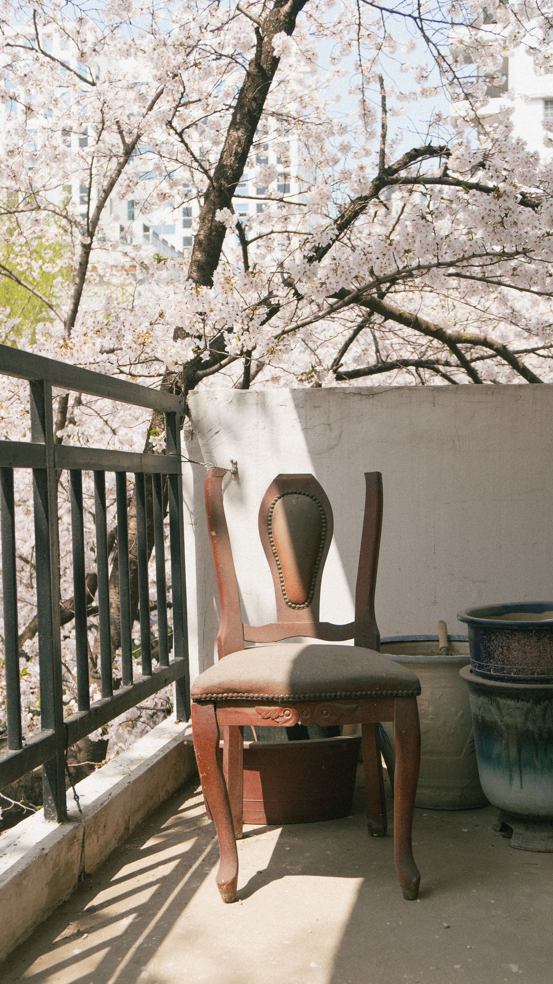 세호필름 벚꽃스냅 촬영 사진