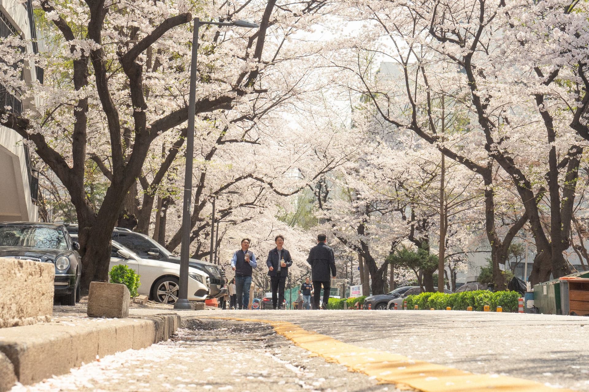 세호필름 벚꽃스냅 촬영 사진