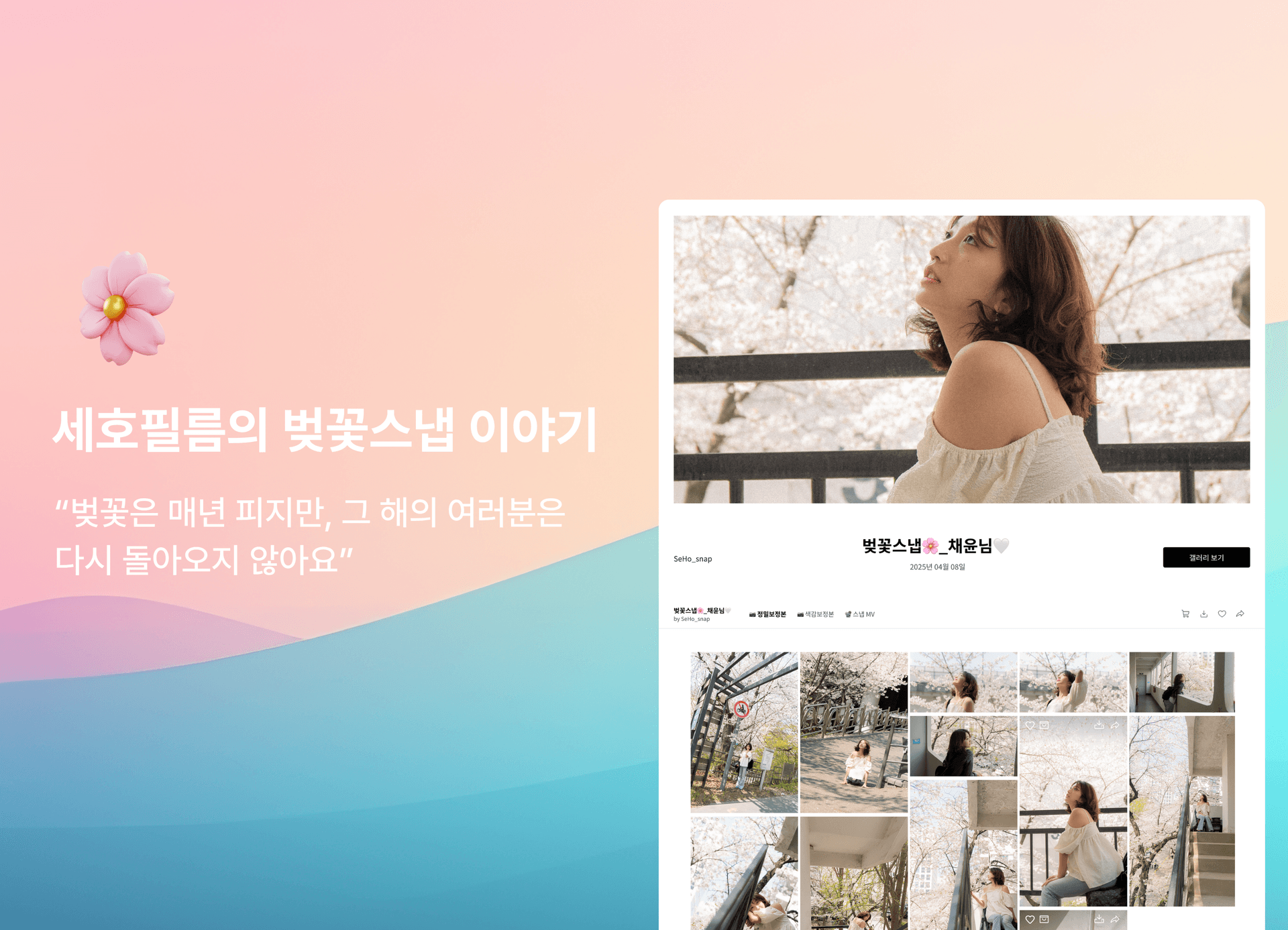 세호필름 벚꽃스냅 인터뷰 히어로